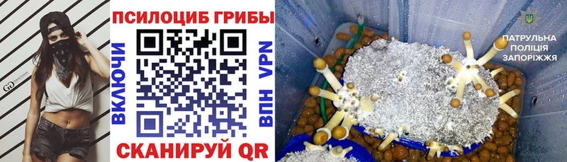 ссылка на мегу ONION  магазин  наркотиков  Электросталь  Псилоцибиновые грибы GOLDEN TEACHER 